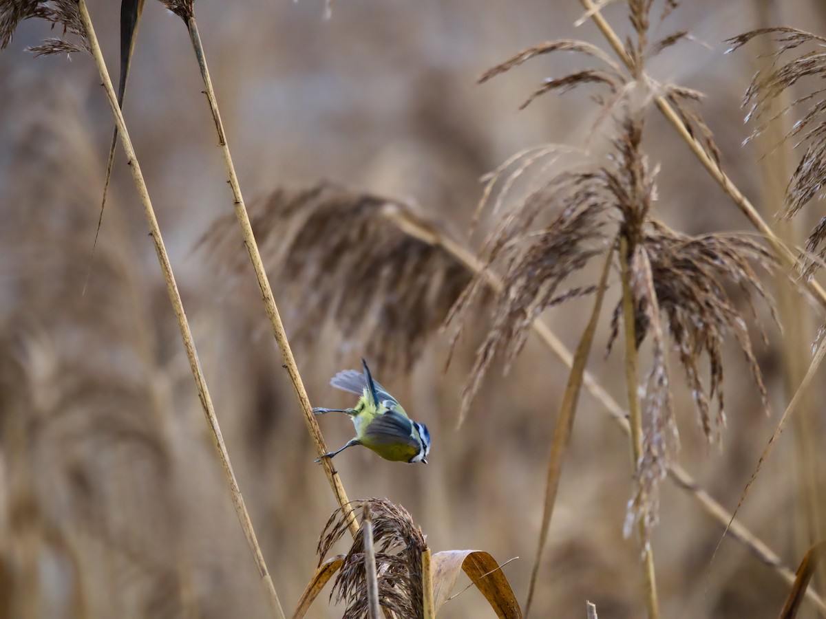 Eurasian Blue Tit - ML613635063