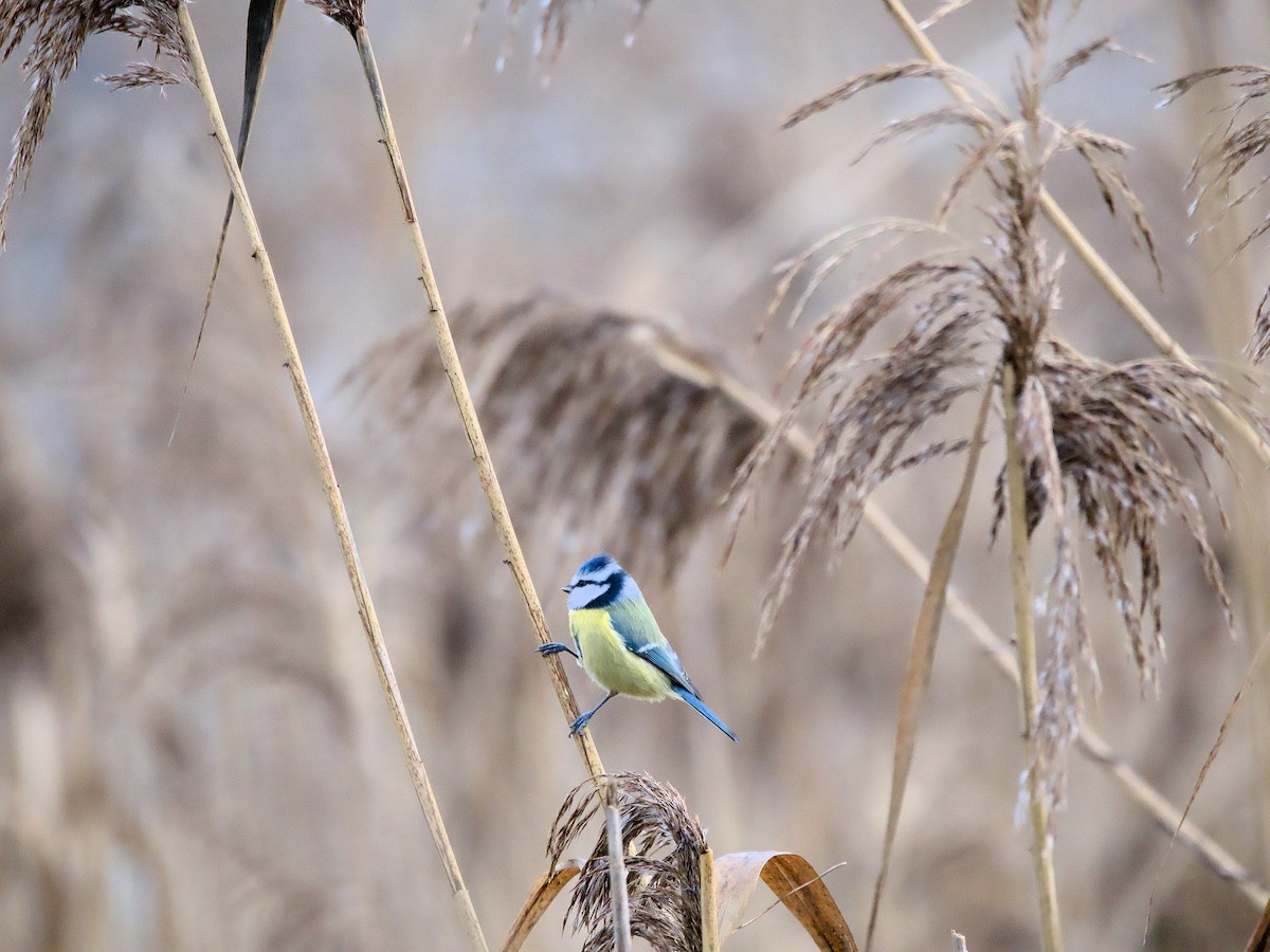 Mésange bleue - ML613635064