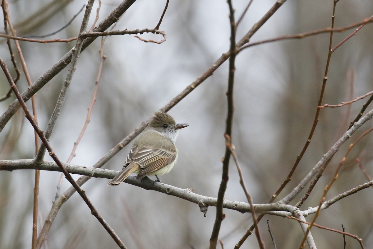 Dusky-capped Flycatcher - Max Benningfield