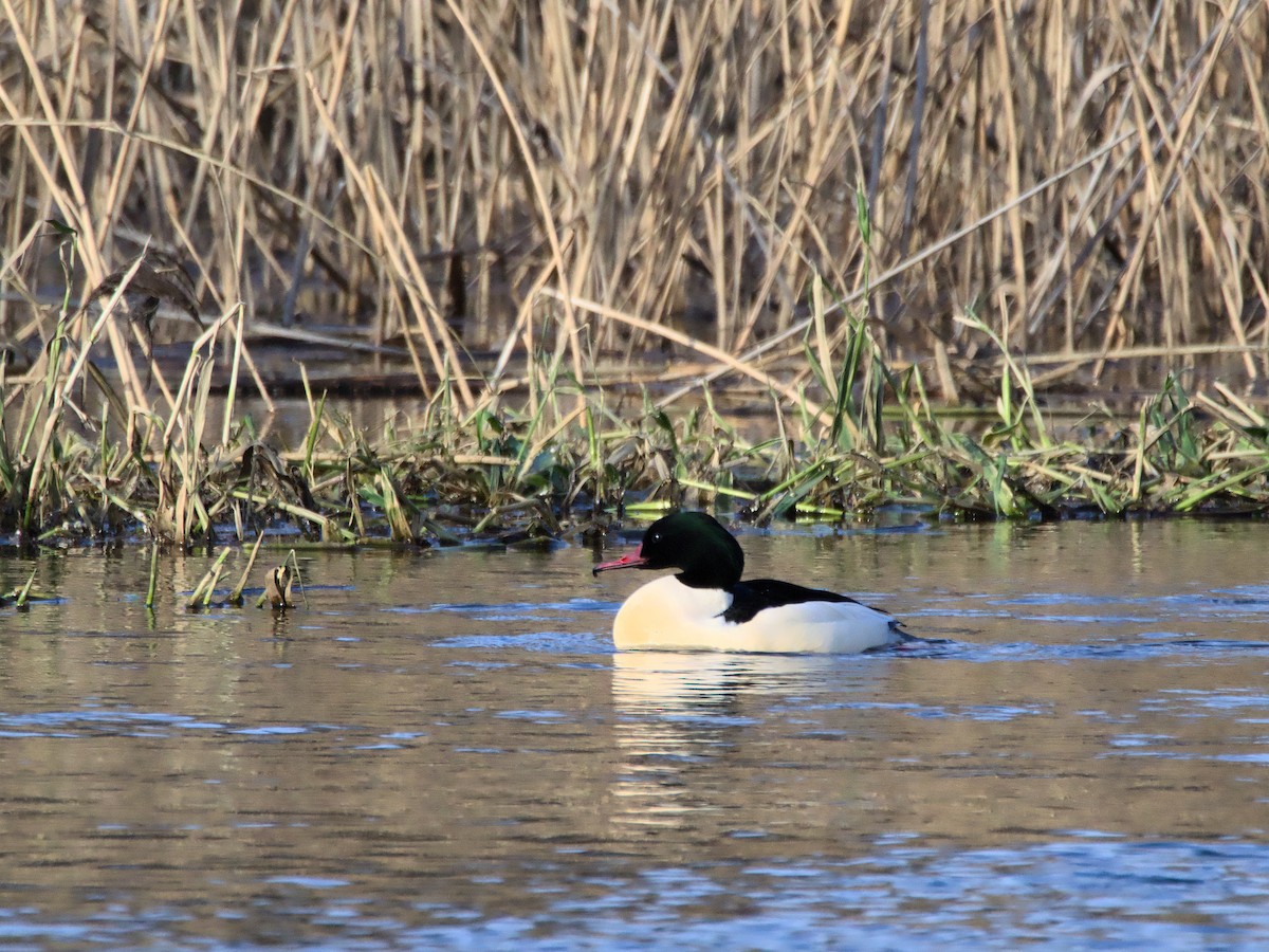 Common Merganser - ML613635082