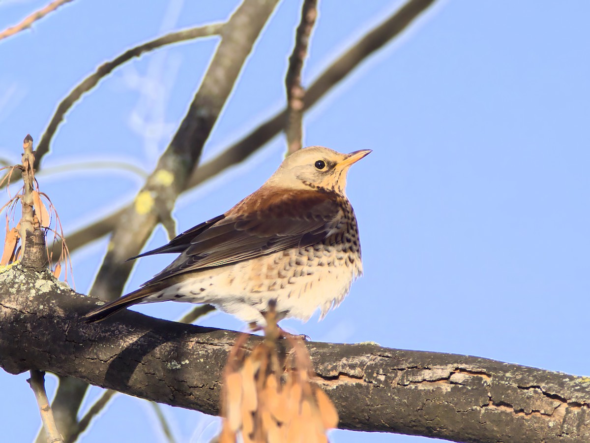 Fieldfare - Mateusz G