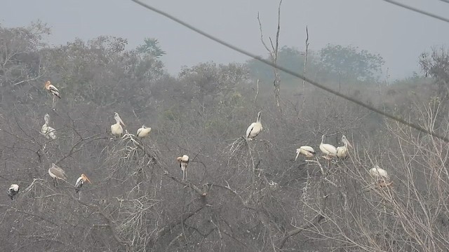 Spot-billed Pelican - ML613635108