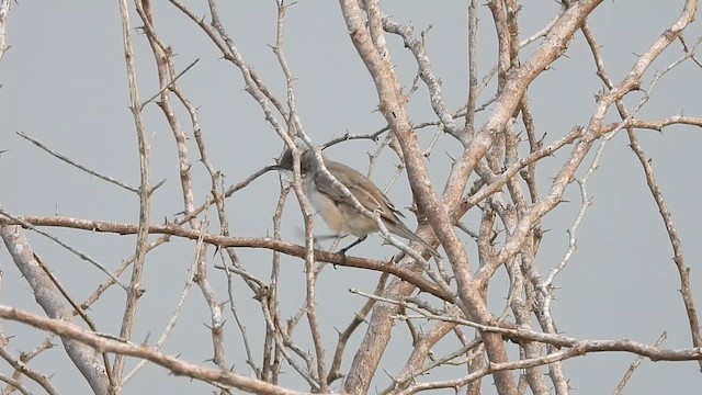 Lesser Whitethroat - ML613635130