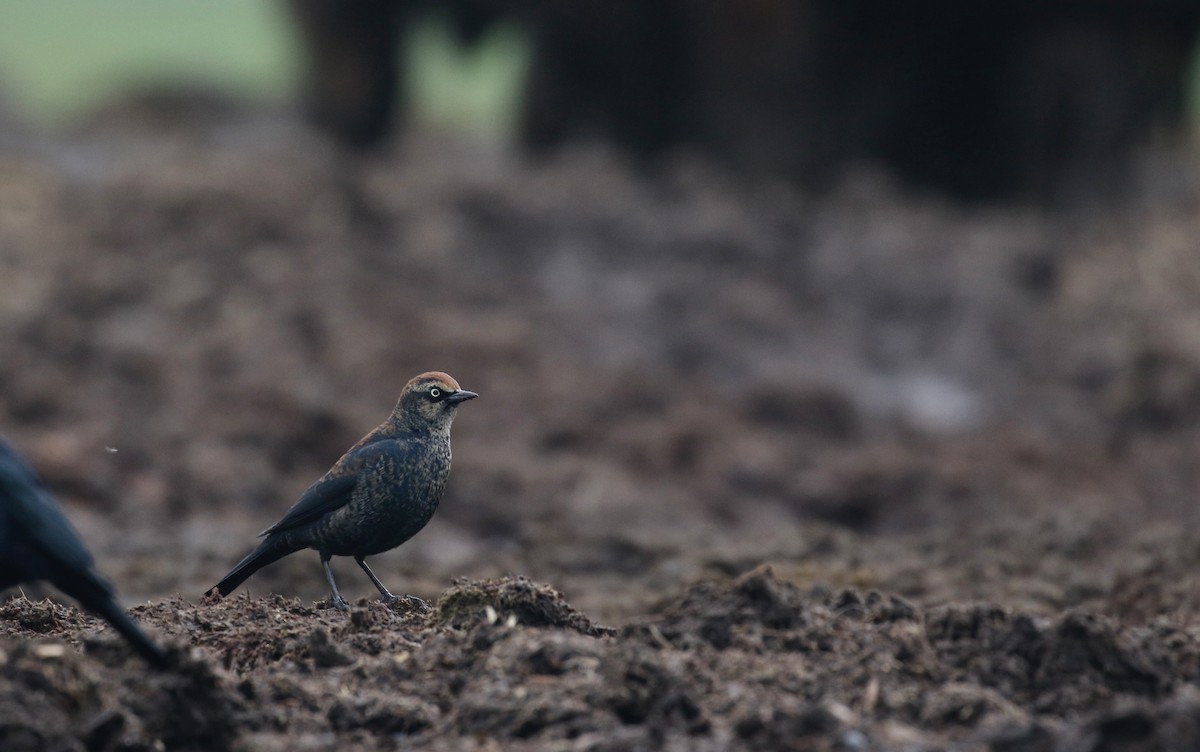 Rusty Blackbird - ML613635164