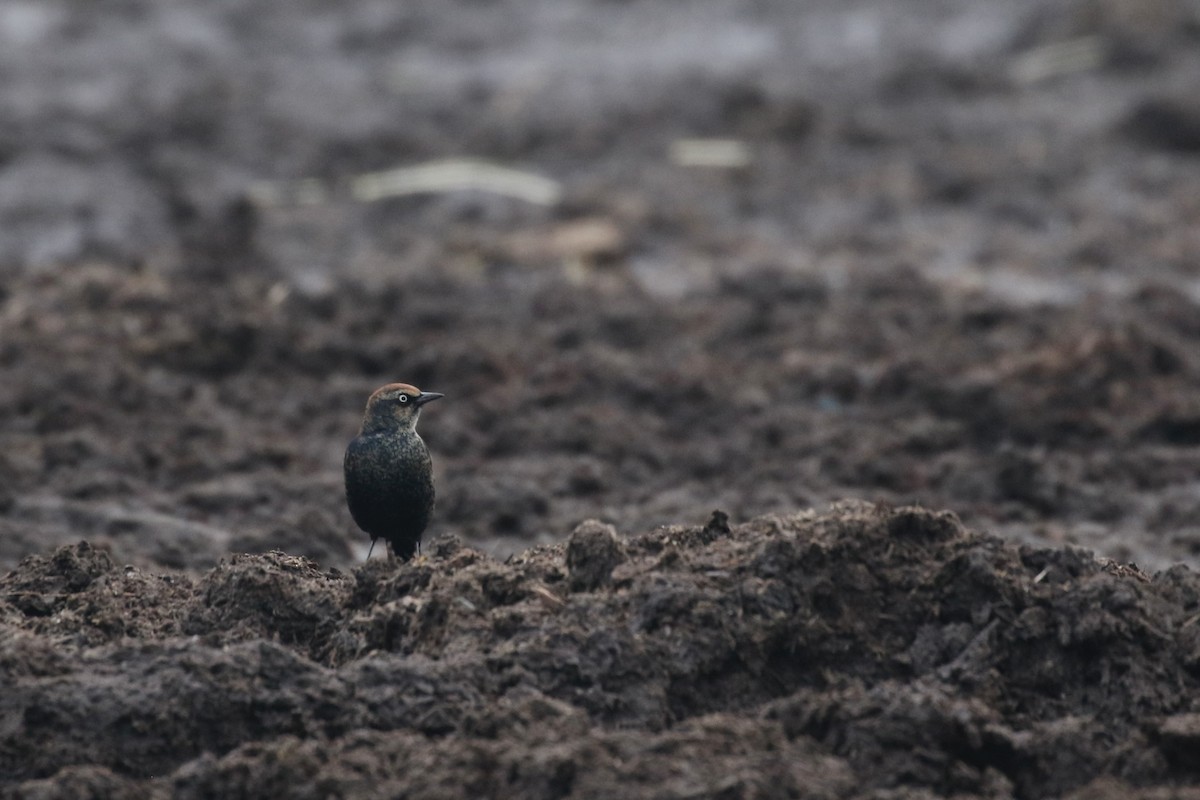 Rusty Blackbird - ML613635165