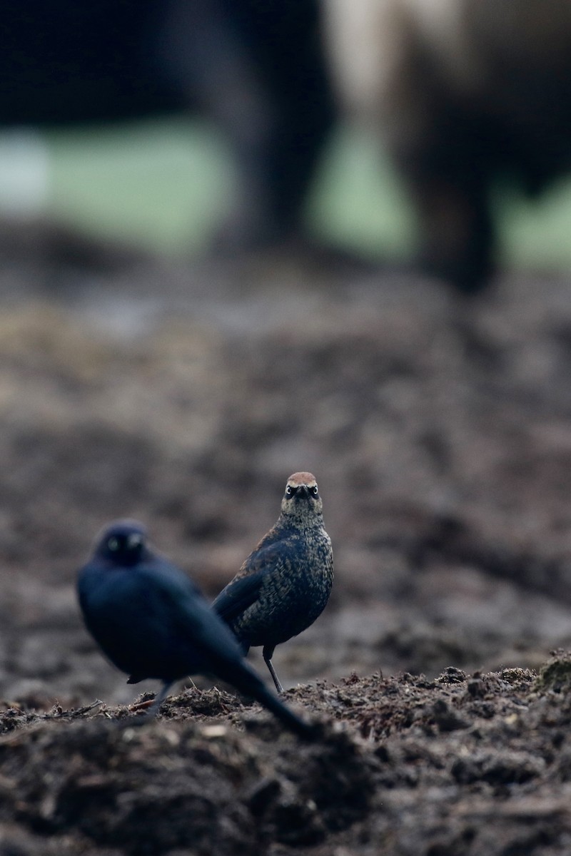 Rusty Blackbird - ML613635167