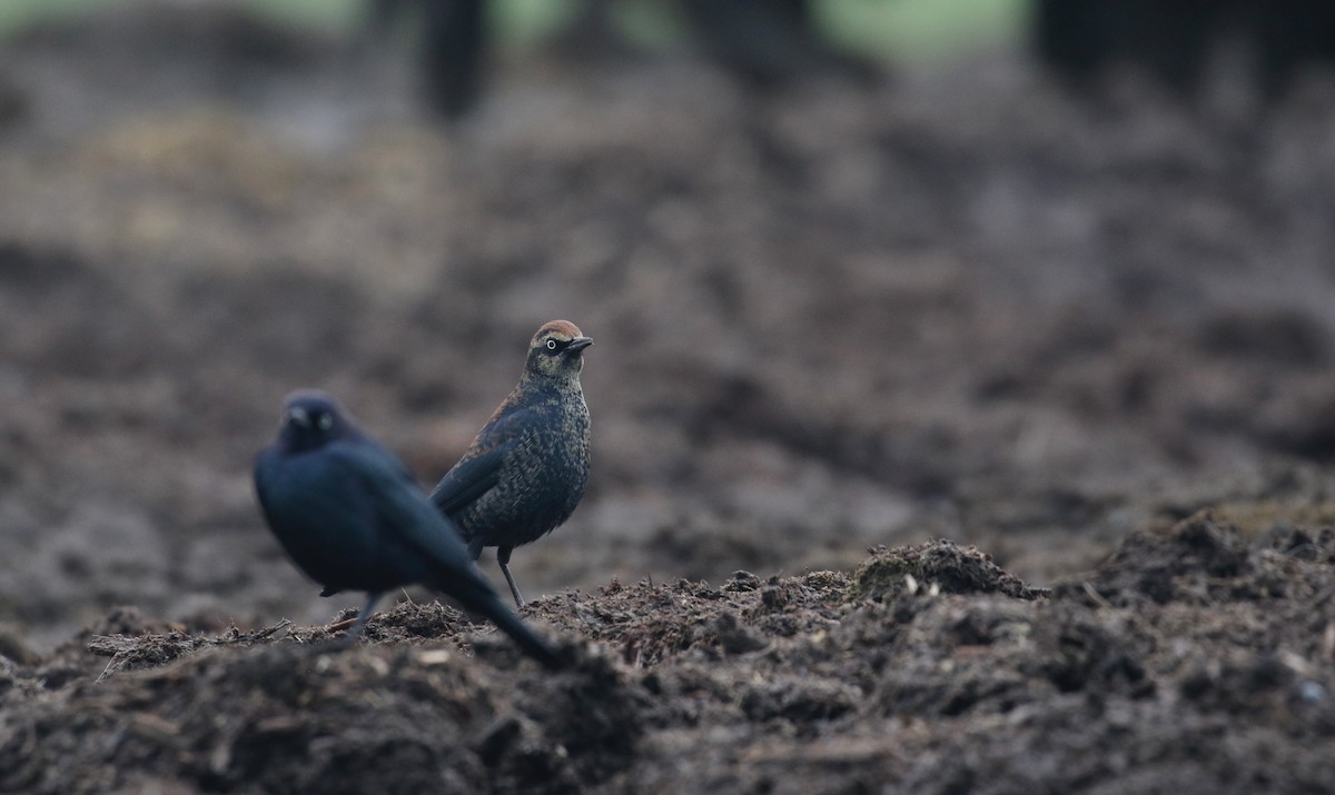 Rusty Blackbird - Max Benningfield