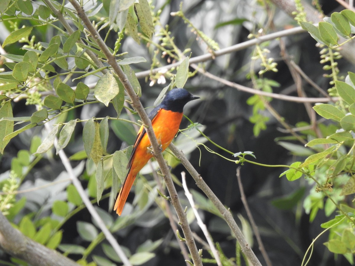 Minivet Naranja - ML613635180