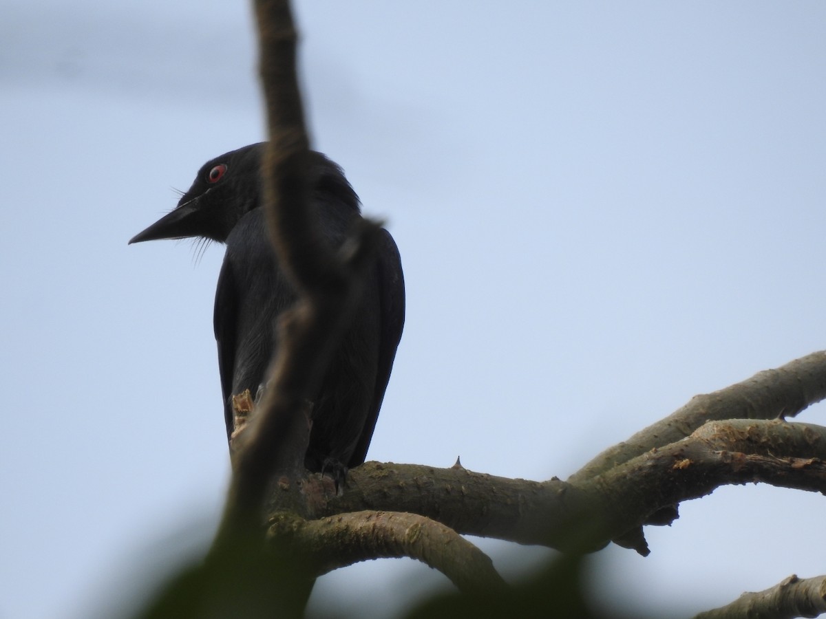 drongo kouřový - ML613635188