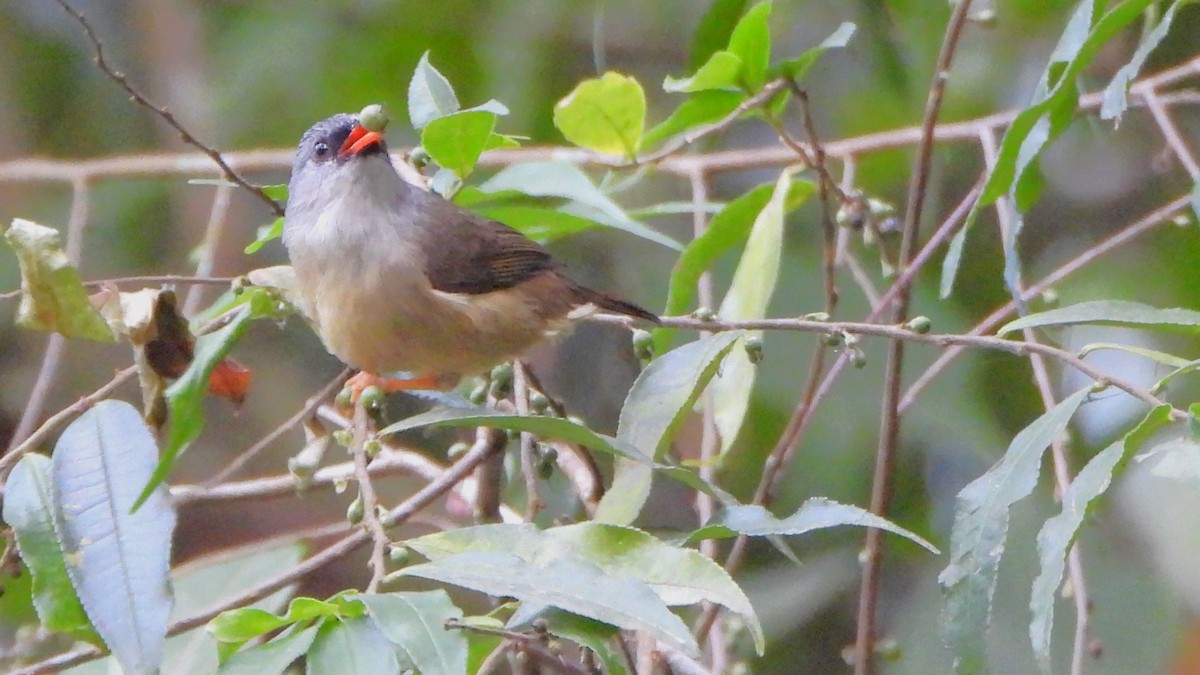 Black-chinned Yuhina - ML613635217