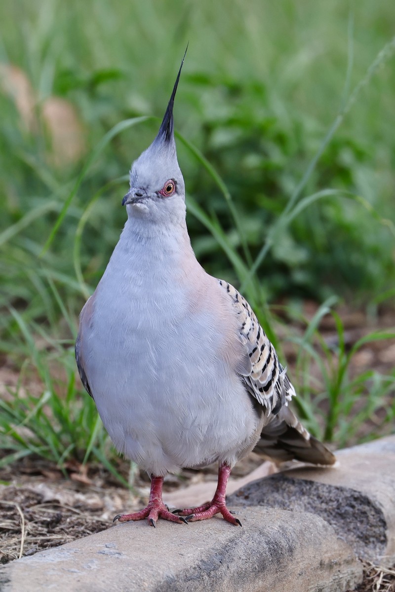 Crested Pigeon - ML613635276