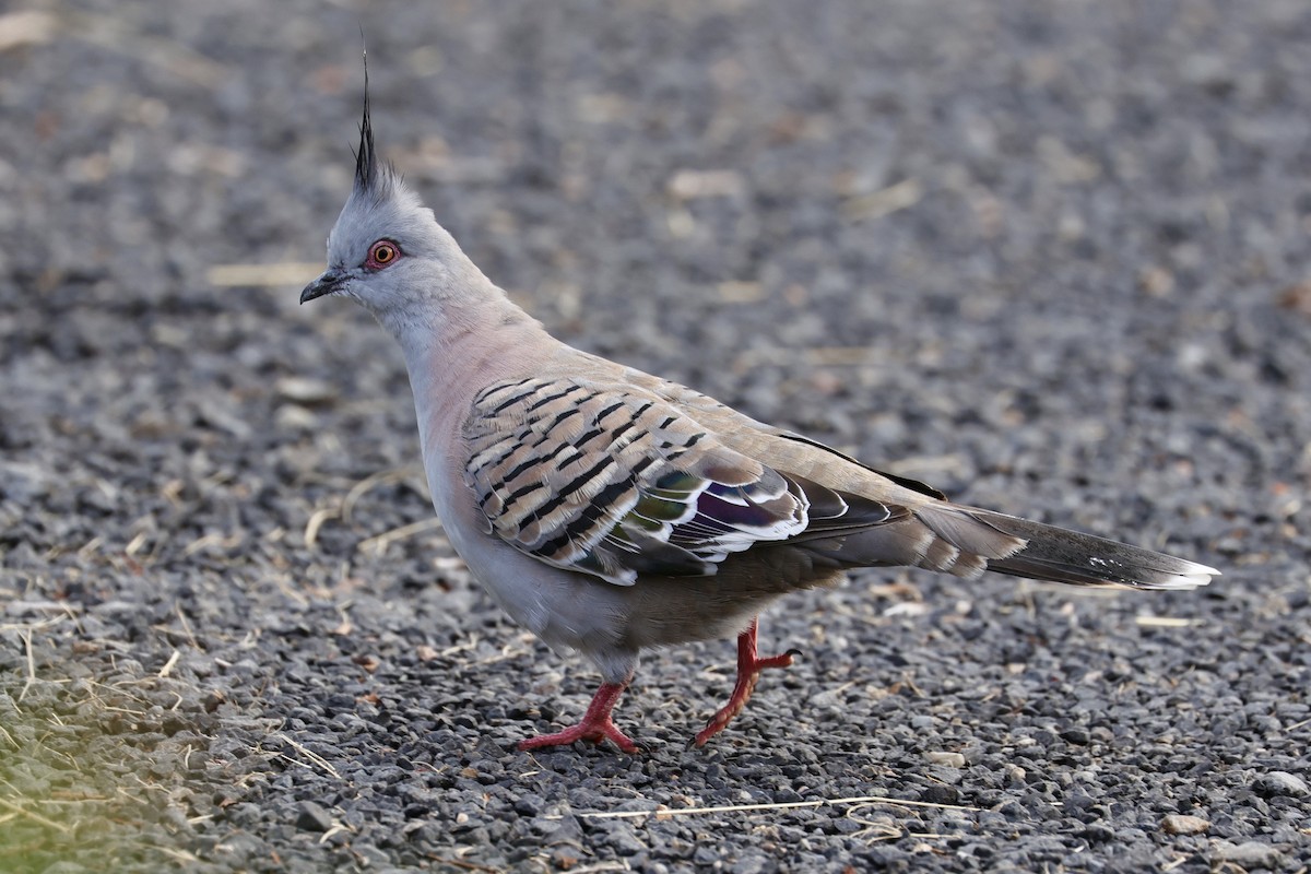 Crested Pigeon - ML613635277