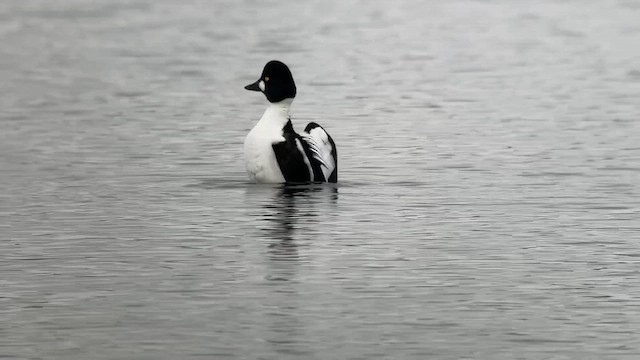 Common Goldeneye - ML613635280