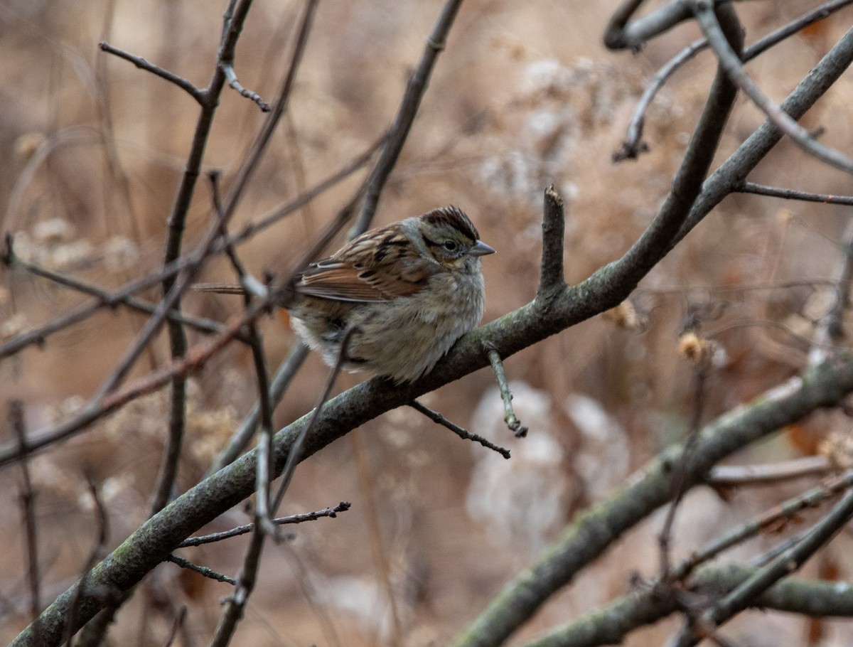 Swamp Sparrow - ML613635329
