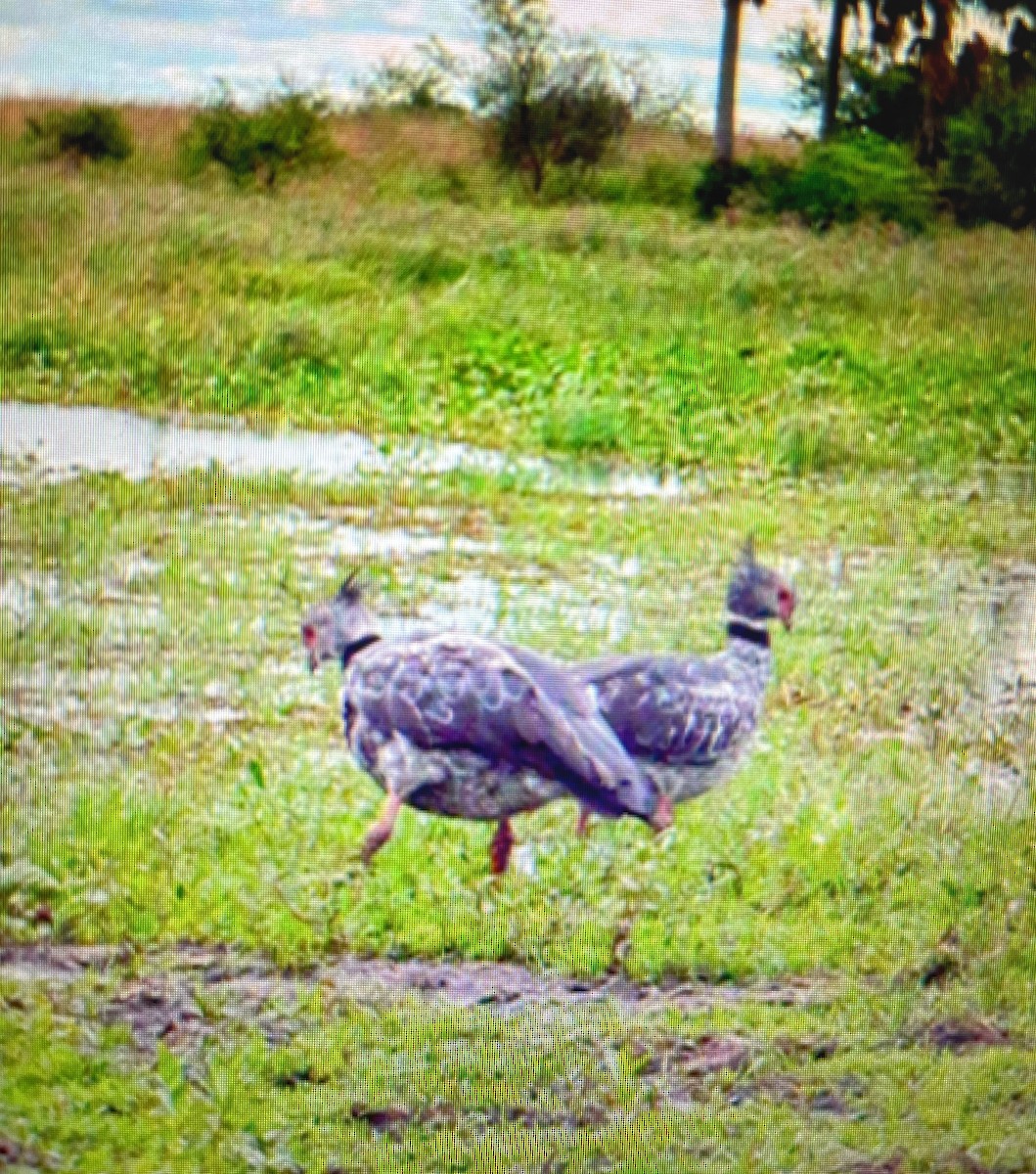 Southern Screamer - Lani Sherman