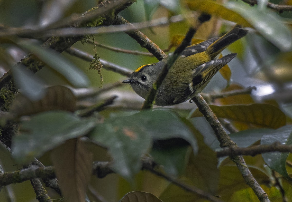 Goldcrest - ML613635432