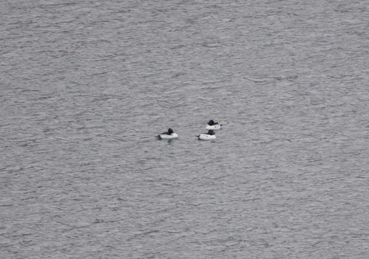 Common Goldeneye - ML613635433