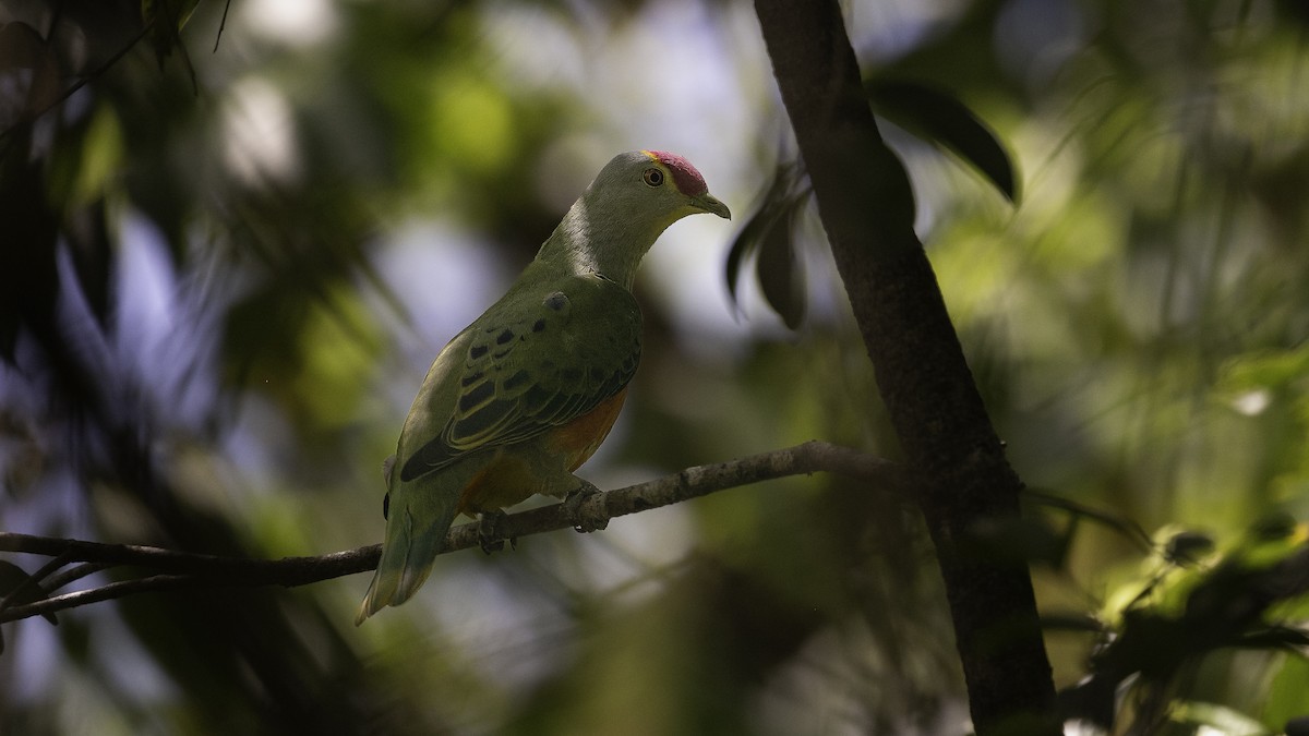 Rose-crowned Fruit-Dove - ML613635436