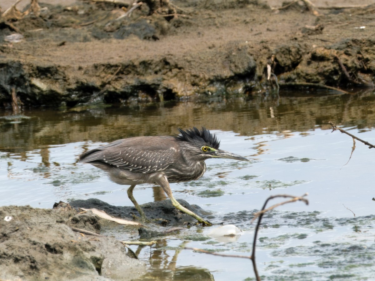 Striated Heron - ML613635443