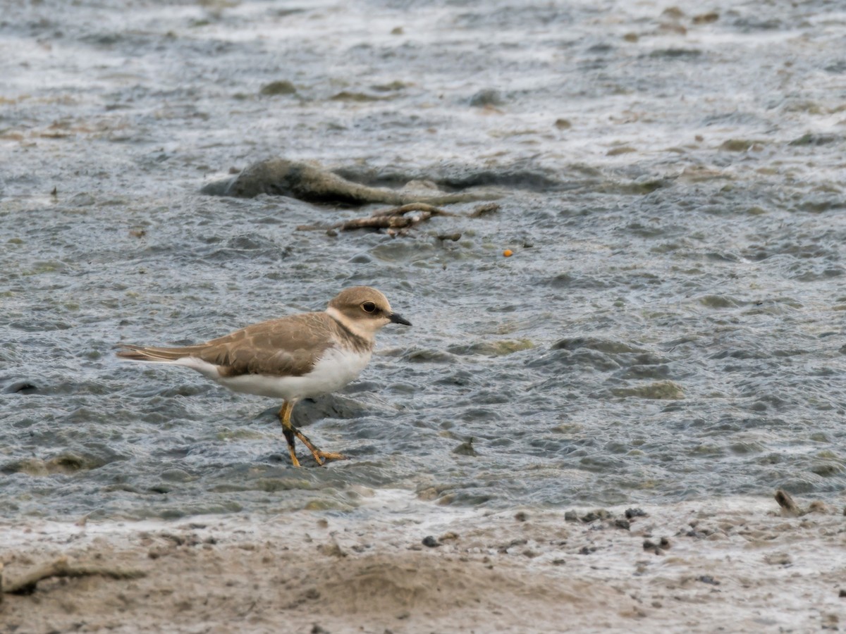 Little Ringed Plover - Evelyn Lee