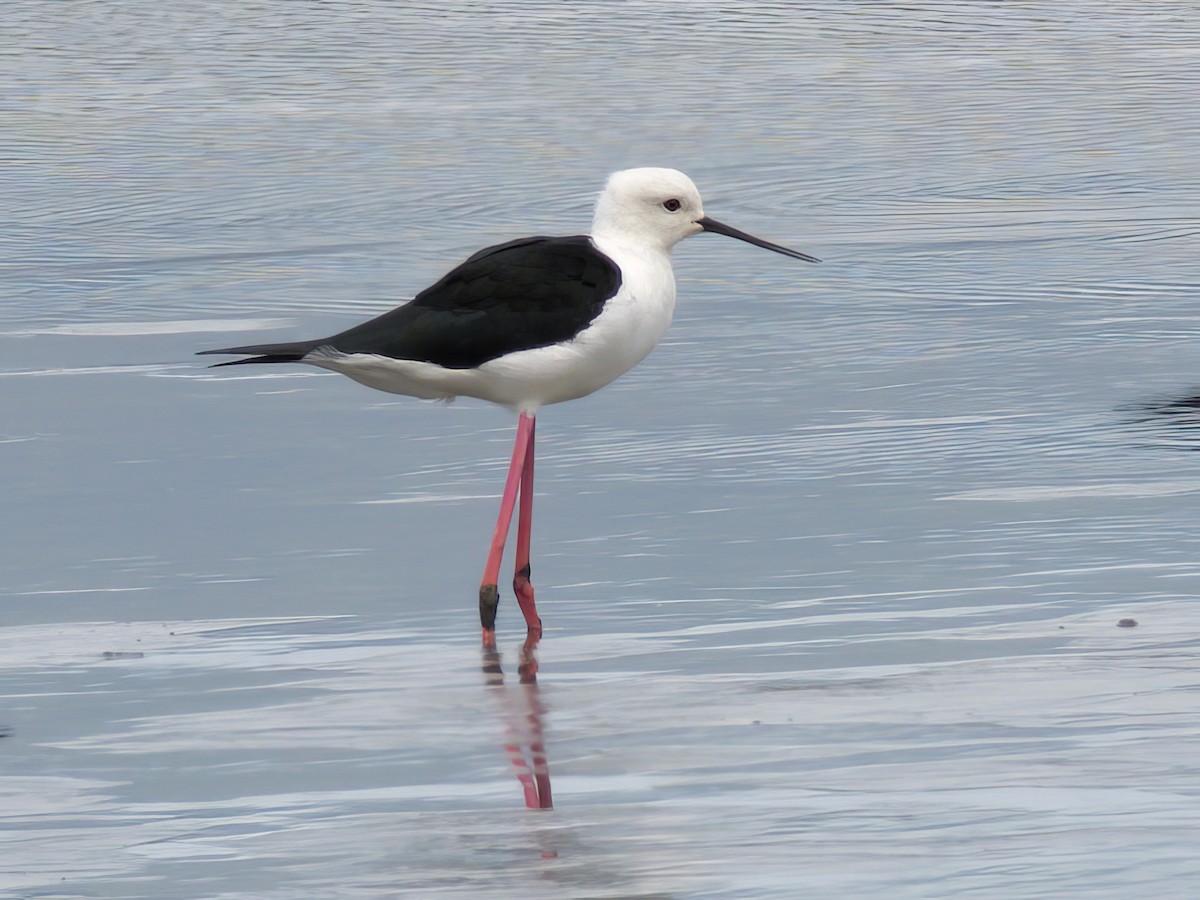 Black-winged Stilt - ML613635451