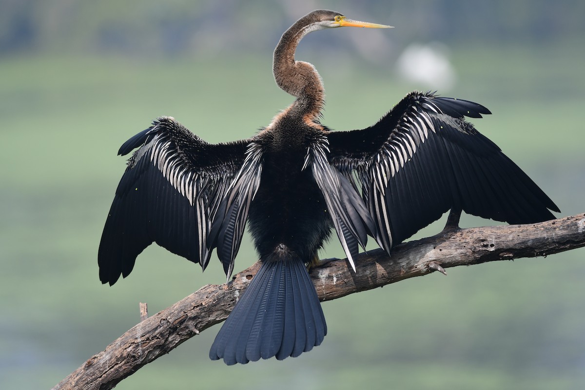 anhinga indomalajská - ML613635466