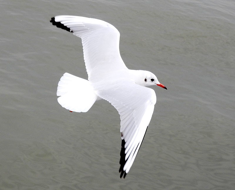 Mouette rieuse - ML613635488