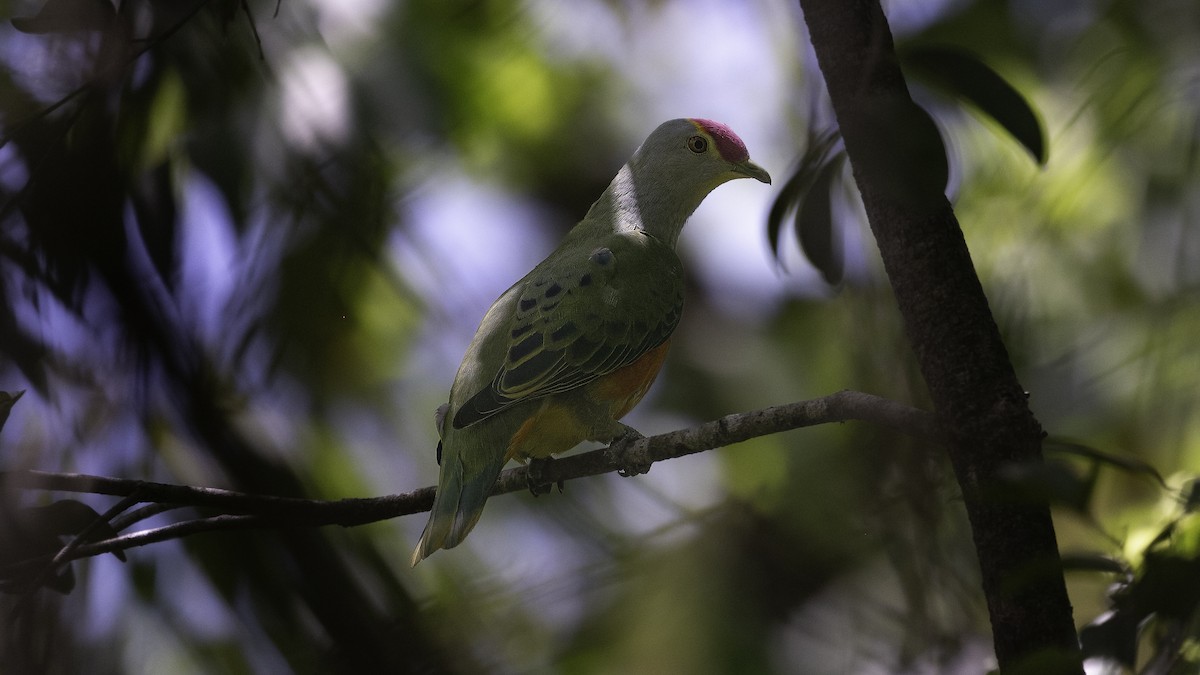 Rose-crowned Fruit-Dove - ML613635500