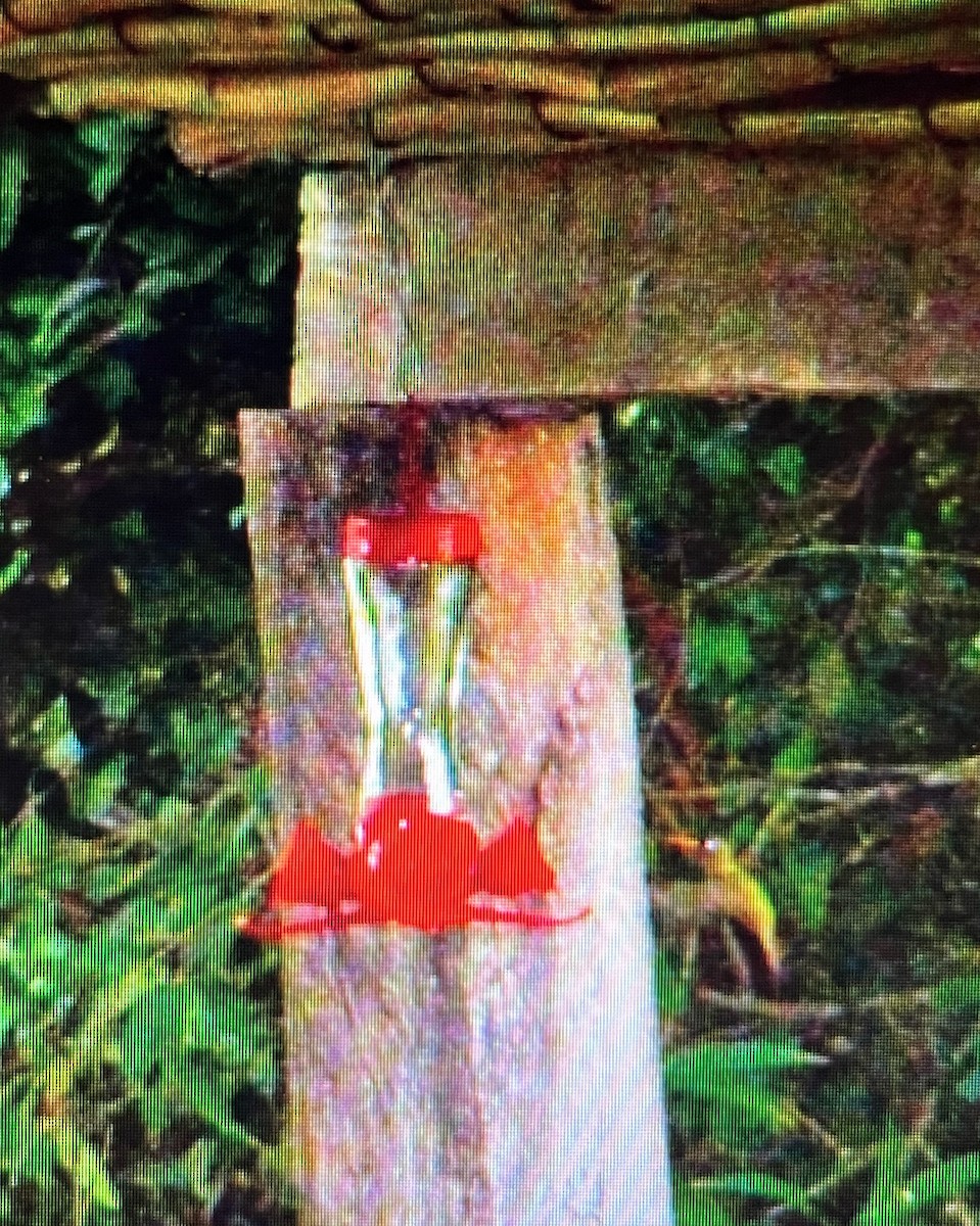 kolibřík lesklobřichý - ML613635504