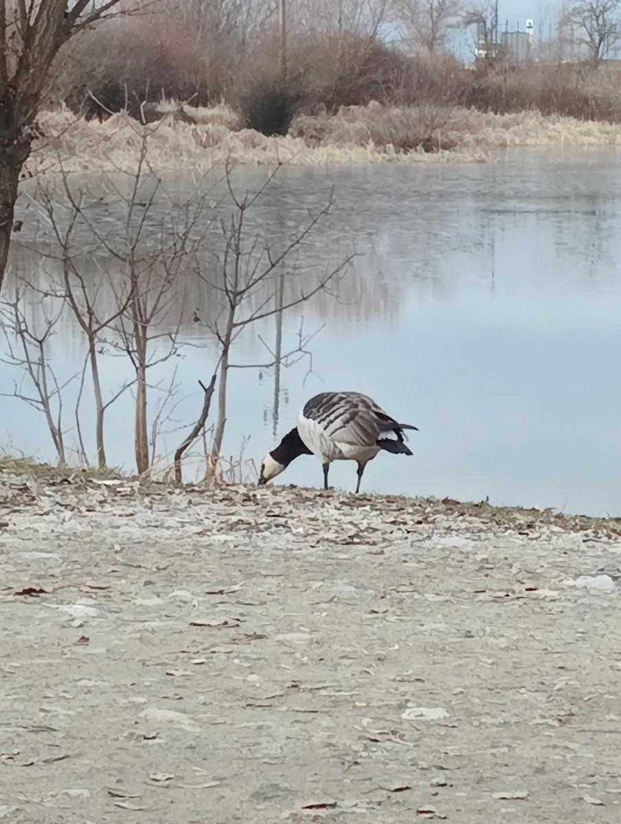 Barnacle Goose - ML613635527