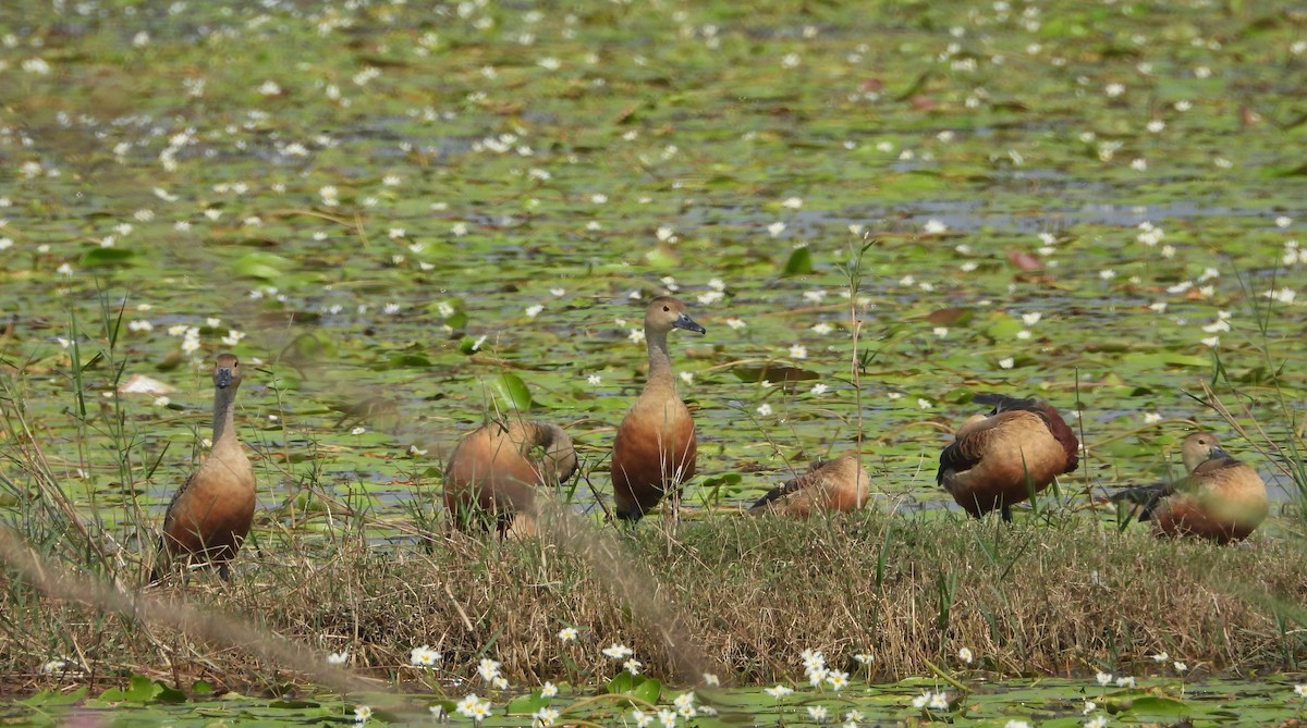 Lesser Whistling-Duck - ML613635539