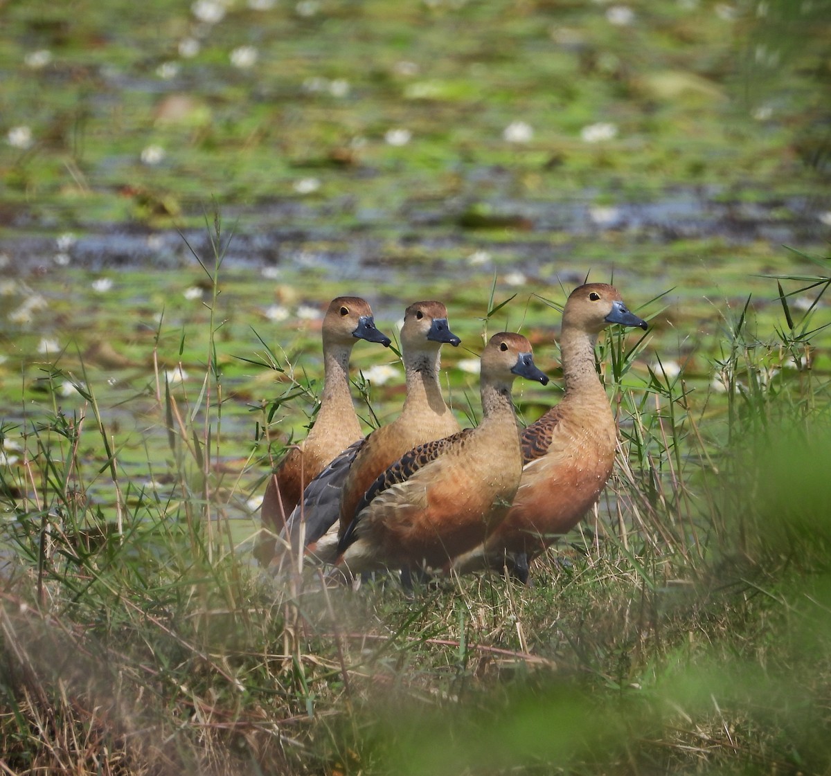 Lesser Whistling-Duck - ML613635540