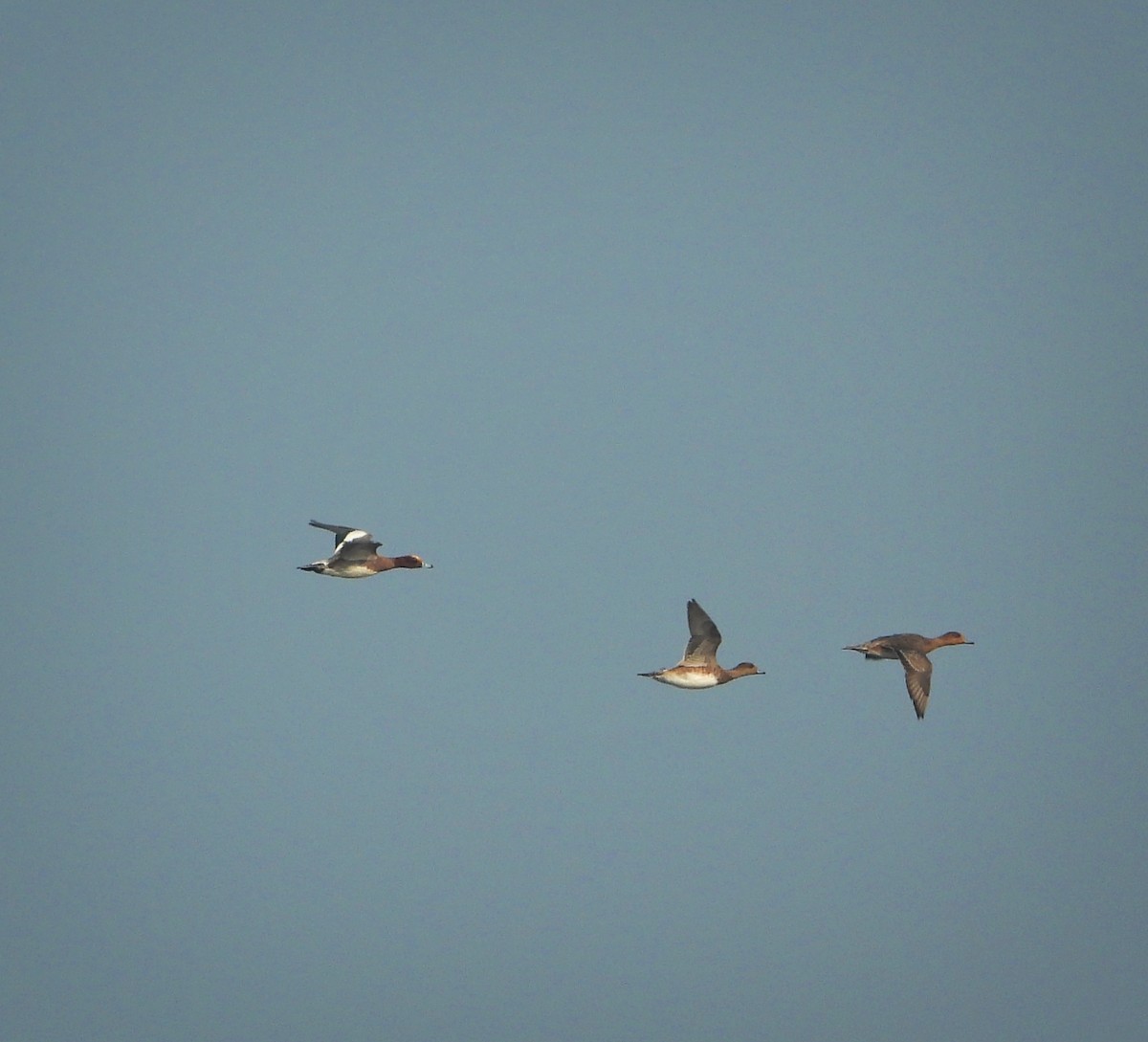 Eurasian Wigeon - ML613635552