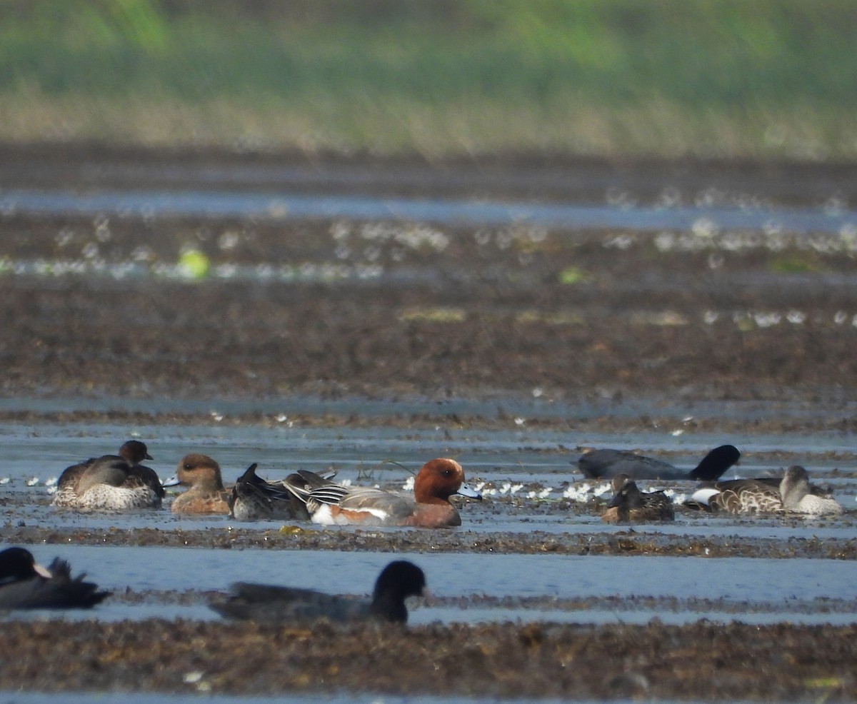 Eurasian Wigeon - ML613635553