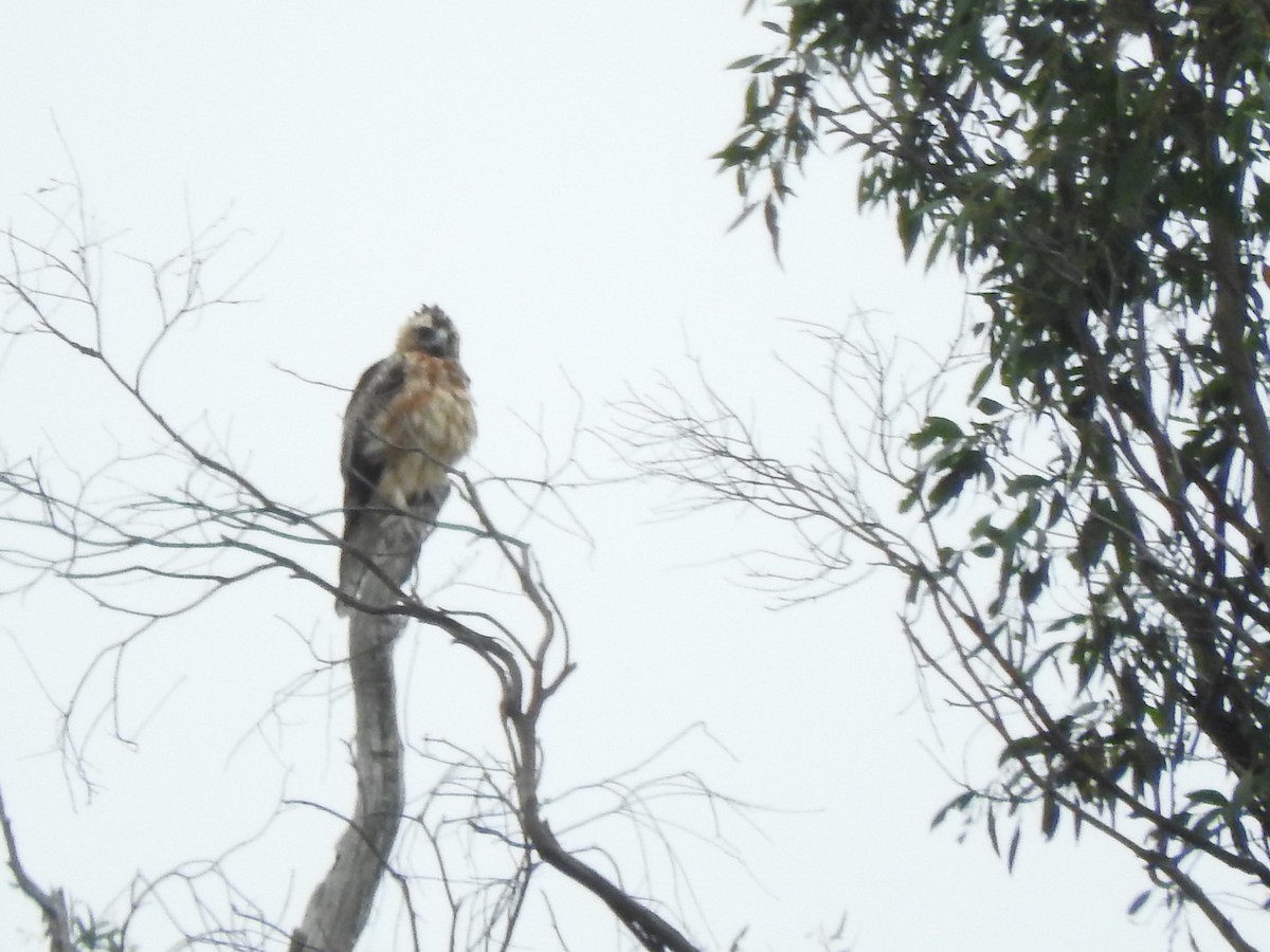 Австралийский орёл-карлик - ML613635560