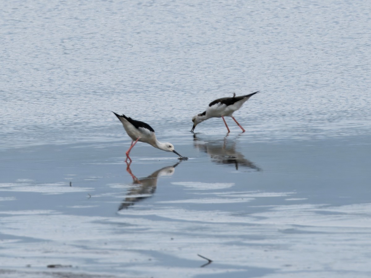 Black-winged Stilt - ML613635587