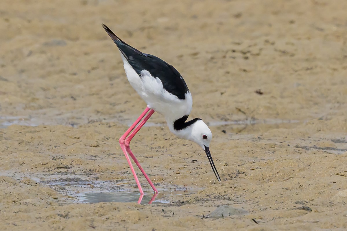 Pied Stilt - ML613635605