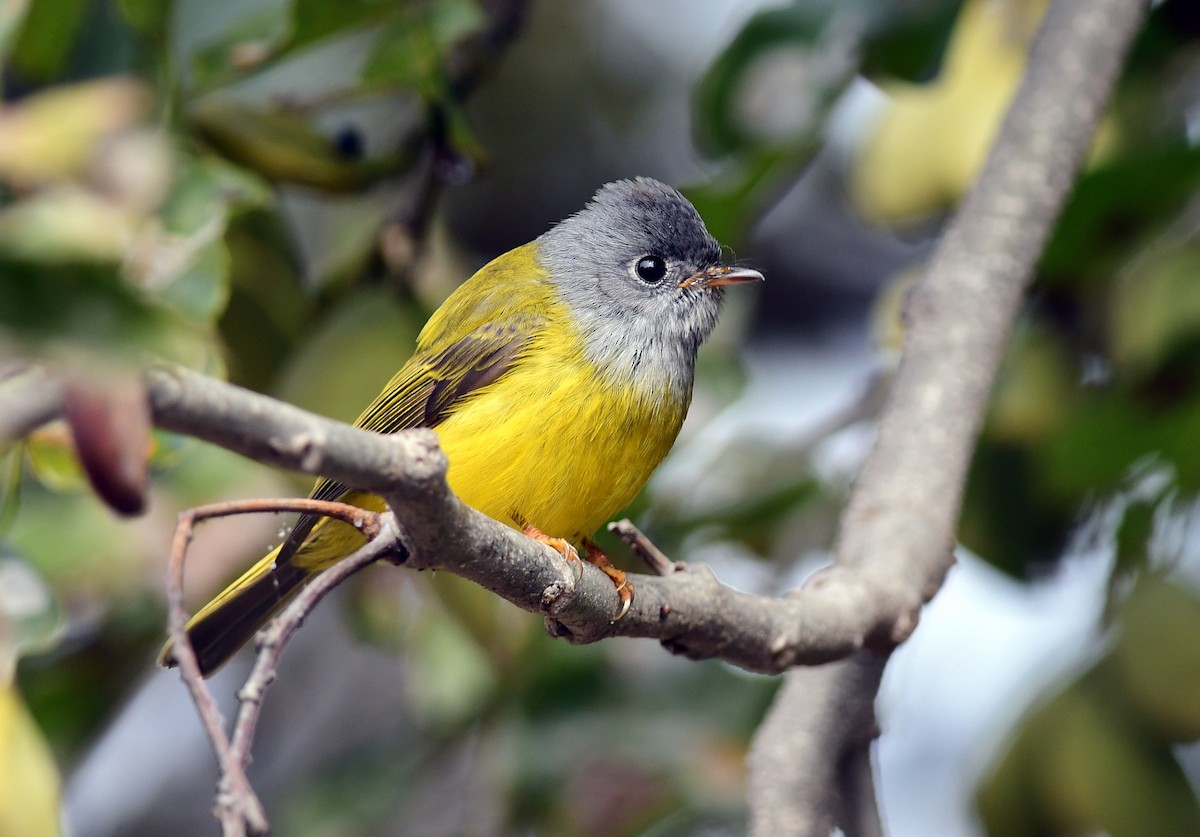Gray-headed Canary-Flycatcher - Ajoy Kumar Dawn
