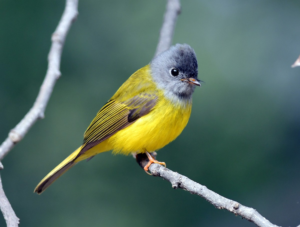 Gray-headed Canary-Flycatcher - Ajoy Kumar Dawn