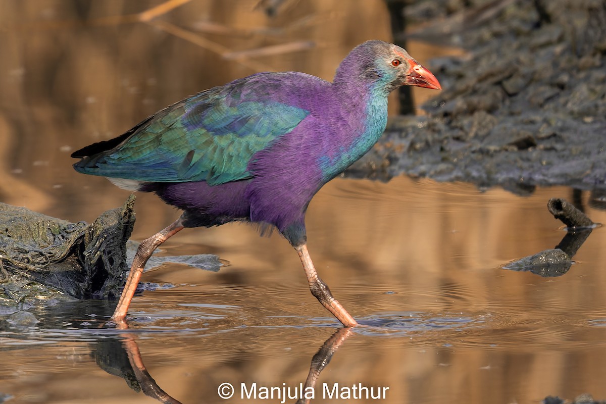 Gray-headed Swamphen - ML613635823