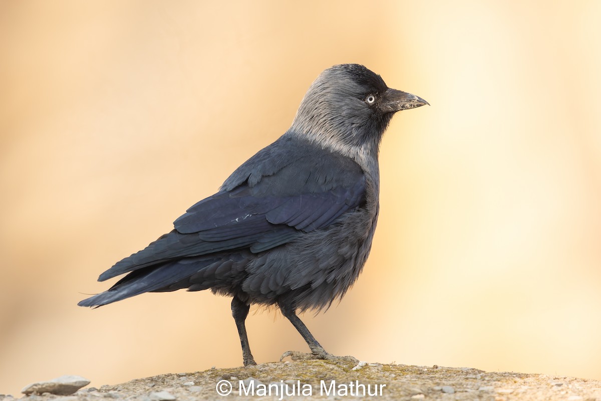 Eurasian Jackdaw - ML613635826