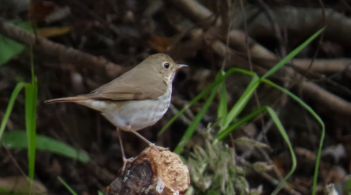 Hermit Thrush - Petra Clayton