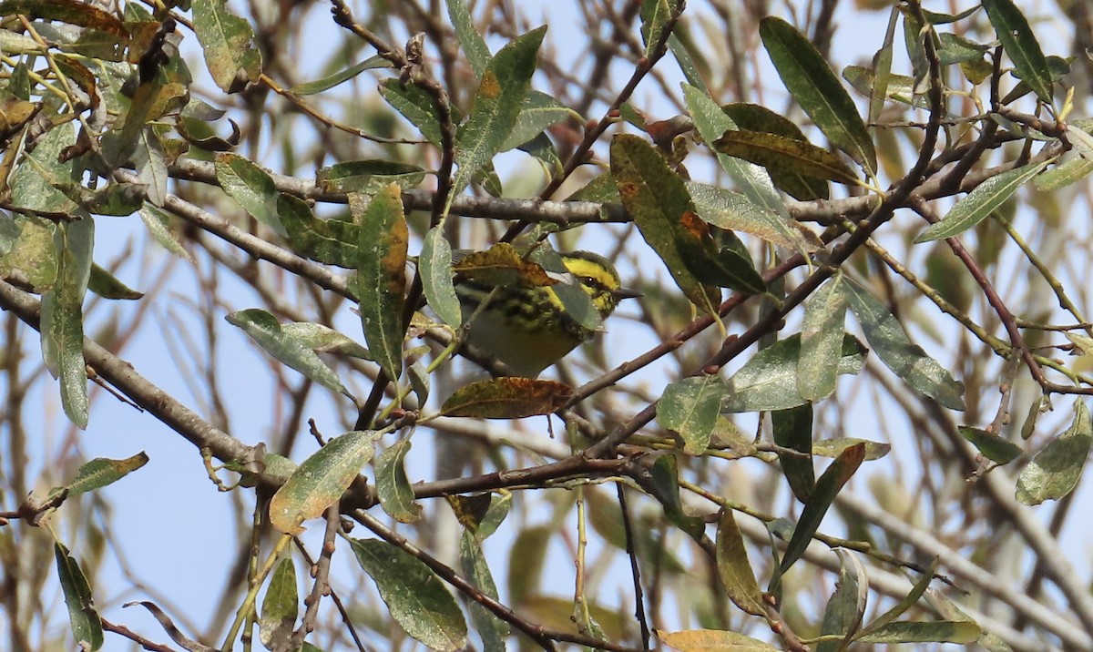 Townsend's Warbler - ML613635865