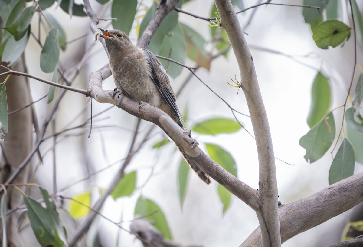 Fan-tailed Cuckoo - ML613635905