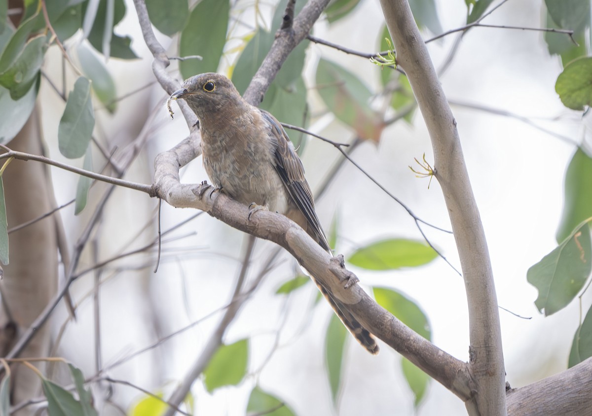 Fan-tailed Cuckoo - ML613635906