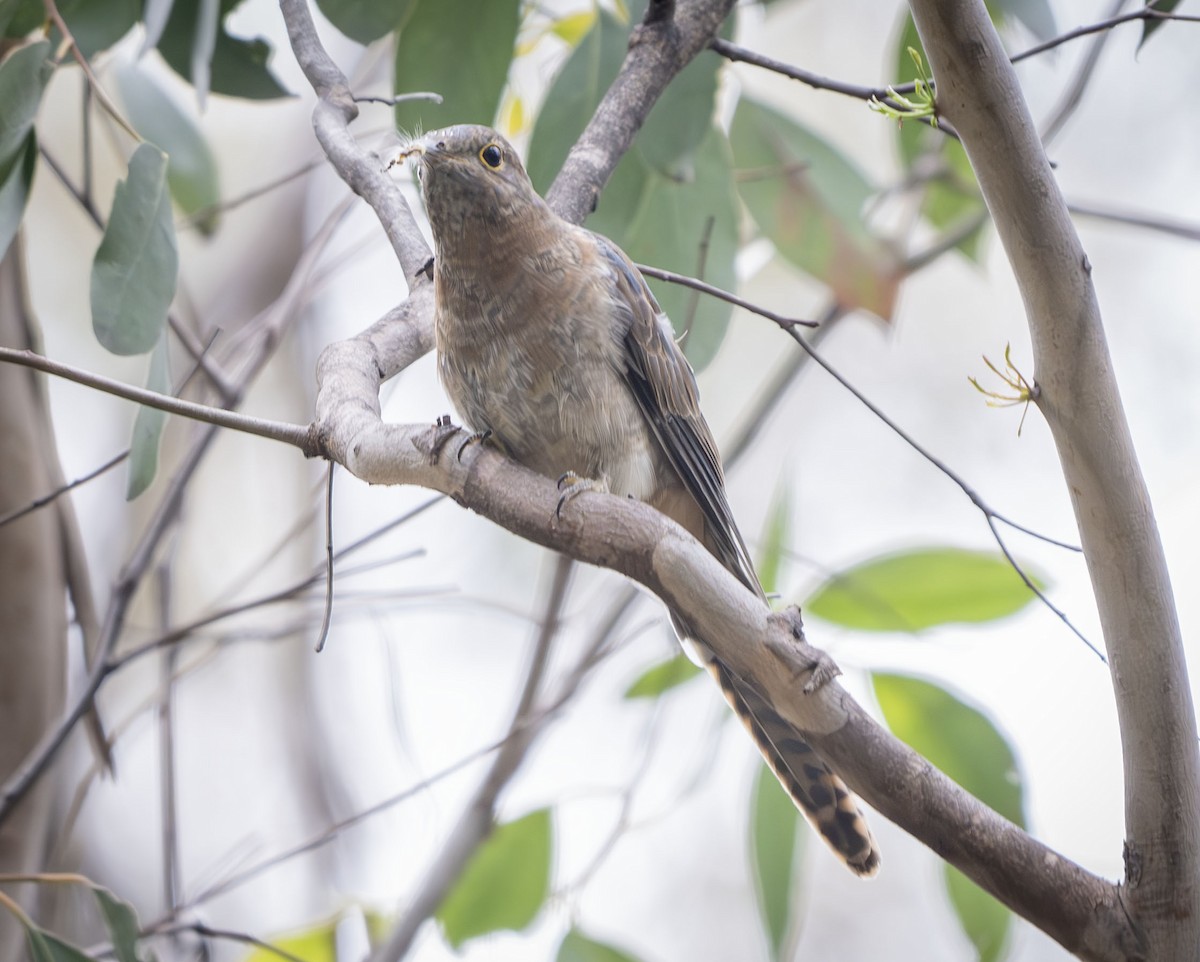 Fan-tailed Cuckoo - ML613635907