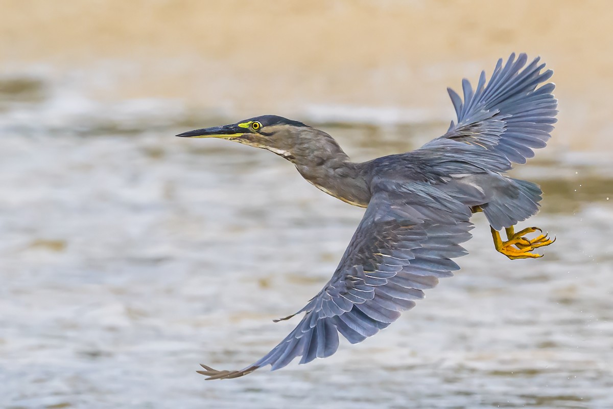 Little Heron - Paul Balfe