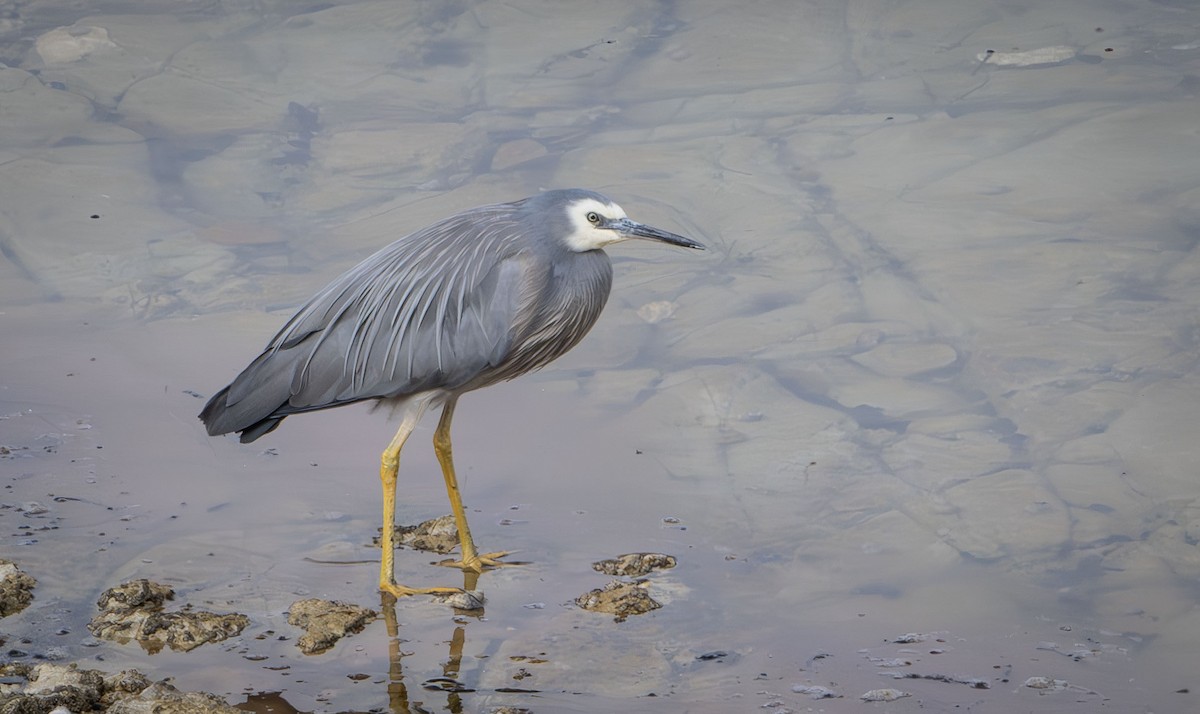 White-faced Heron - ML613635964