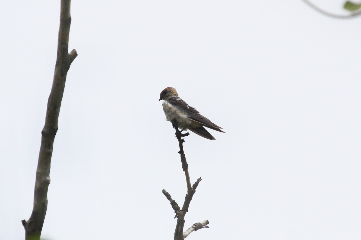 Red-rumped Swallow - R. Bruce Richardson