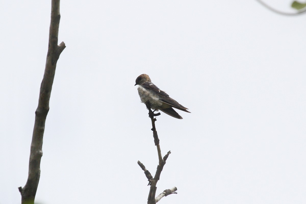 Eastern Red-rumped Swallow (Daurian) - ML613635976